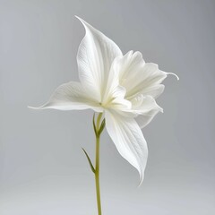 Obraz premium close up of white flower