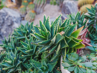 Close-up photo of cute green aloe growing