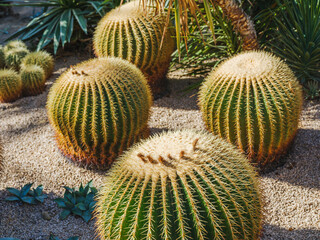 Close-up photo of golden thorn cactus (Parodia leninghausii)