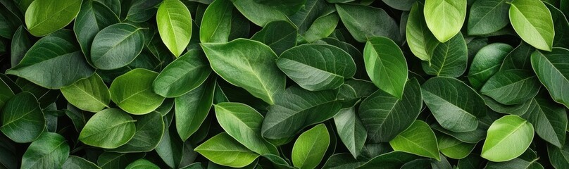 Obraz premium Tropical frame concept. A lush arrangement of vibrant green leaves creating a natural backdrop.