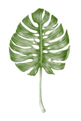 Green hand colored monstera leaf sticker overlay with white border © Rawpixel.com