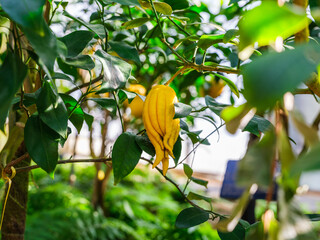 Close-up of yellow fruit (Citrus medica var. sarcodactylis) resembling Buddha's hand on a tree.
