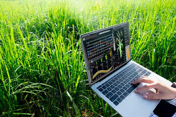 Farmer using laptop with rice data analysis interface highlighting smart farming,agricultural...