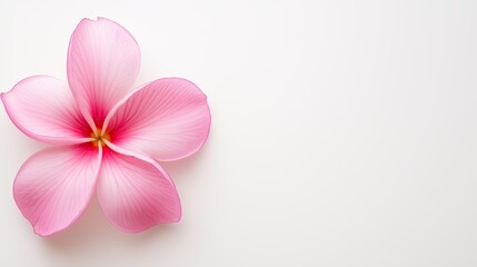 Obraz premium Pink flower minimal background with plumeria design, elegant pink flower minimal background for greeting cards, soft pink flower minimal background aesthetic