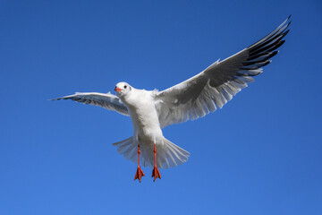 Black headed Gull in flight