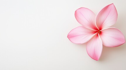 Fototapeta premium elegant white frangipani flower on a smooth white surface, showcasing serene floral beauty
