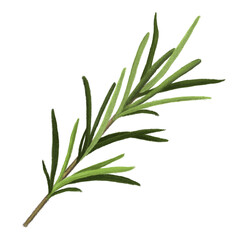 Fototapeta premium Rosemary herb png sticker, healthy food, transparent background