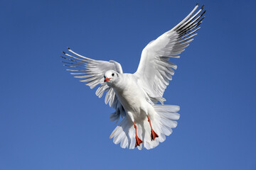 Black headed Gull in flight