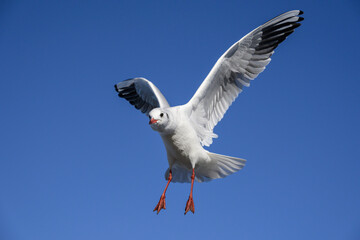 Black headed Gull in flight