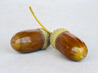 Acorns lie on beige.ceramic surface
