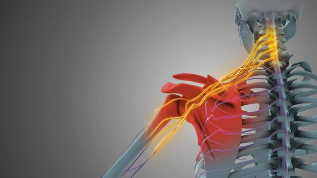 Detailed Anatomy of Brachial Plexus Shoulder Nerve Network