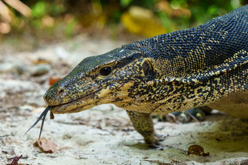 Un varan tire la langue, de profil