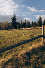 Fototapeta premium A peaceful shot of a rustic wooden fence running through a green meadow, with a dense forest of evergreen trees in the background.