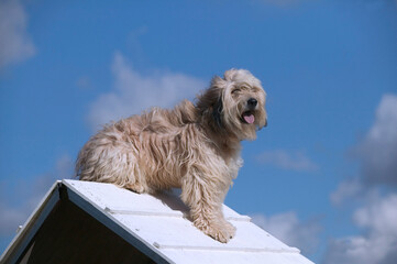 Agility dog/ dressage
