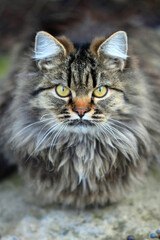 Portrait of cute street cats