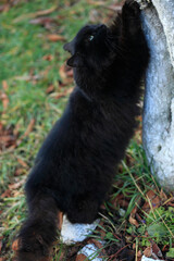 Obraz premium Portrait of cute street cats