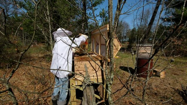Beekeeper shaking delivery cage to mitigate last remain bees into new beehive to join their family and queen