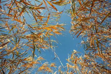 yellow reeds on the background of the blue sky. bottom view