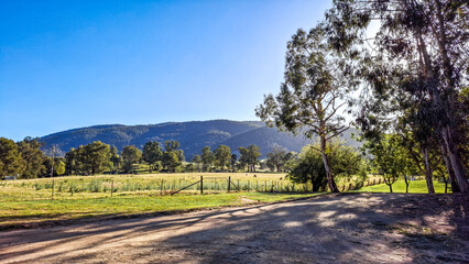 Australian country landscape with trees and sheep 