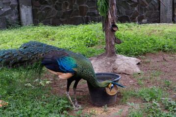 Photo of a beautiful peacock in a cage
