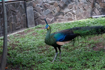 Fototapeta premium Photo of a beautiful peacock in a cage