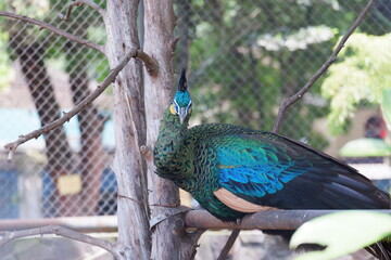 Fototapeta premium Photo of a beautiful peacock in a cage