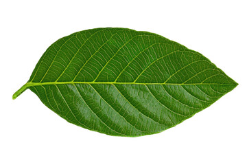 Obraz premium Leaves frame concept. A vibrant green leaf showcasing intricate patterns and rich texture.