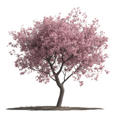 Fototapeta premium Cherry Blossom Blooming Tree, vibrant pink flowers, delicate petals, springtime symbol, serene beauty, transparent background