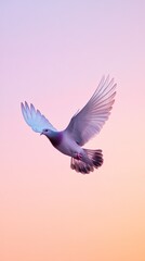 Dove in flight against a pastel sky.