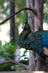 Photo of a beautiful peacock in a cage