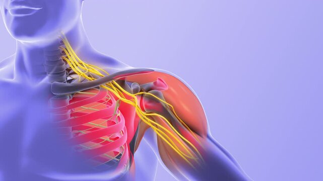 Brachial Plexus Nerve Route from Neck to Hand