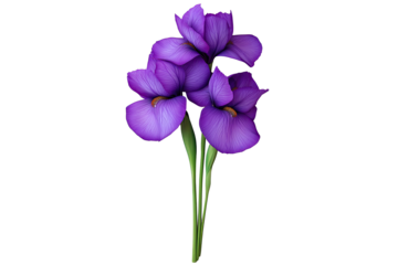 Iris purple concept. A vibrant bouquet of purple flowers showcasing nature's beauty and elegance.