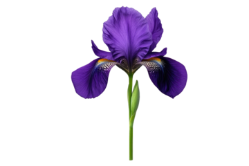 Iris purple concept. A vibrant purple iris flower showcasing intricate petal details and lush green stem.