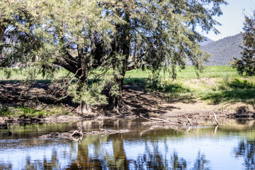 trees on a river bank