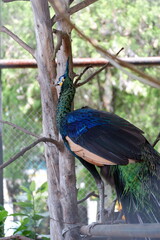 Photo of a beautiful peacock in a cage