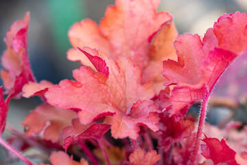 Heuchera micrantha 'Peach flambe'