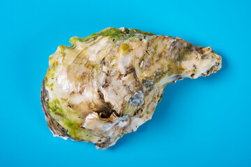 top view oyster shell on blue background