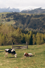 Fototapeta premium Two young calves in a mountain pasture with snowy peaks in the background.