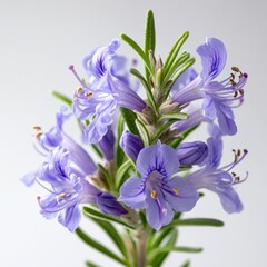 Obraz premium close-up of rosemary flowers
