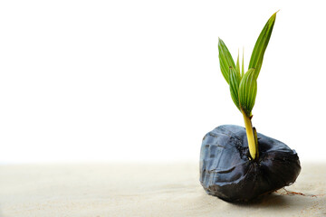 Coconut tree sprout on the sand beach isolated on transparent PNG background.