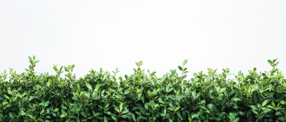 Obraz premium green hedge against a white wall