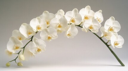 Obraz premium a white orchid stem with many blooming flowers