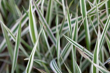 Phalaris arundinacea 'Picta',