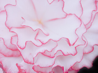 background with pink flower. Wallpaper with flower. Backdrop with copy space. picture for gift card. garden flowers. poster for interior. picture for interior. flowers close-up, macro photo