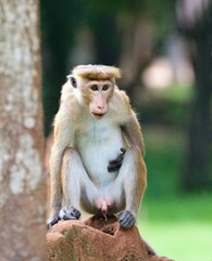 Fototapeta premium The toque macaque, Macaca sinica. Yala National Park Sri Lanka
