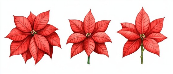 Obraz premium These striking red poinsettia flowers feature unique petal shapes and lush green stems.