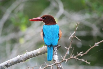 The white-throated kingfisher (Halcyon smyrnensis) also known as the white-breasted kingfisher. Yala National Park, Sri Lanka