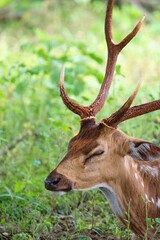 Sleeping Sri Lankan axis deer (Axis axis ceylonensis) or Ceylon spotted deer. Yala National Park, Sri Lanka