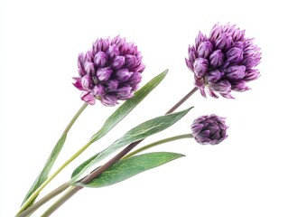 Obraz premium Three purple allium flowers with leaves on white background