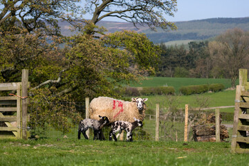 A ewe with her two lambs at lambing time, North Yorkshire, England, United Kingdom © A Linscott